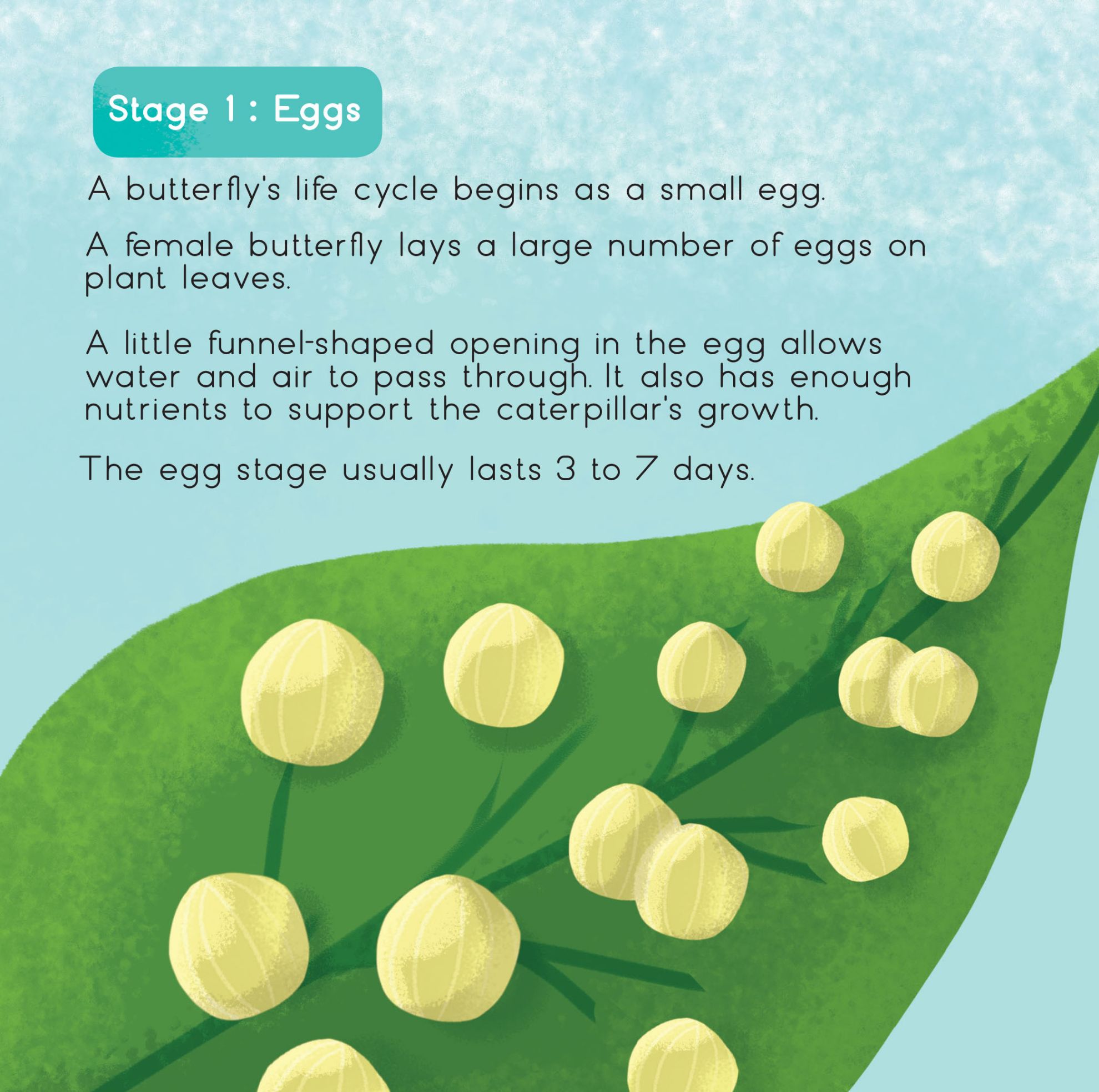 Learning is Fun. SMART KIDS LIFE CYCLE OF A BUTTERFLY